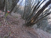 43 Sul sent. 597 in bosco di alti carpini neri